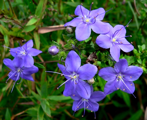 {Hydrolea corymbosa}